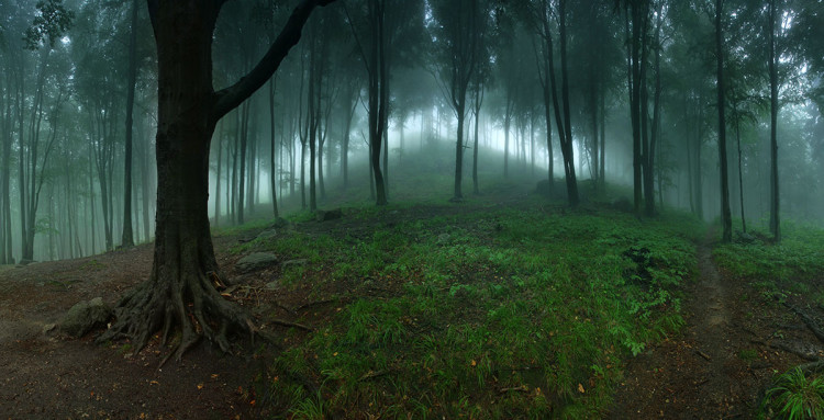 Karkonoski las podczas deszczu, fotograf Karol Nienartowicz