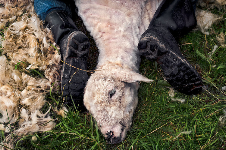Przez wieki świat tatrzański kręcił się wokół owiec. Wiara, rodzina, owce. To filary tej niepowtarzalnej kultury, fot. Tomasz Tomaszewski.