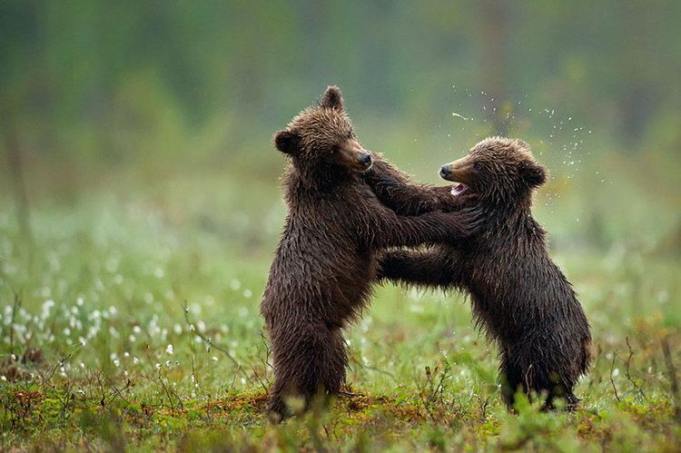 zdjęcie niedźwiadków fotograf Marsel van Oosten