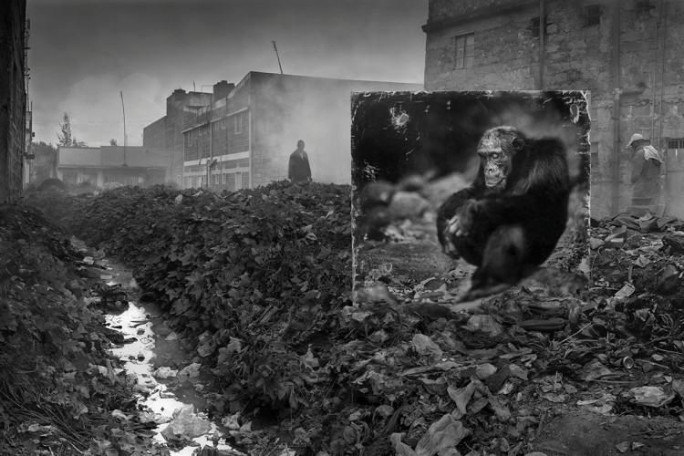 Wydeptana ścieżka i szympans, 2014, fot. Nick Brandt