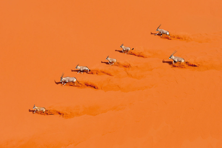 zdjęcie gazeli fotograf dzikiej przyrody Marsel van Oosten