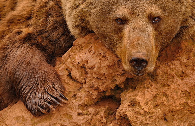 zdjęcie niedźwiedzia fotograf przyrody Marsel van Oosten
