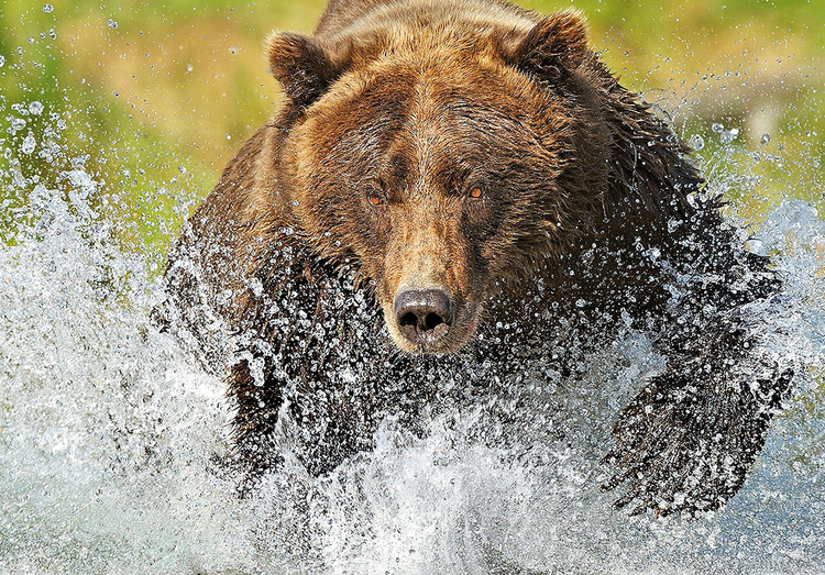 Niedźwiedź grizzly polujący na łososia, fot. Andy Rouse
